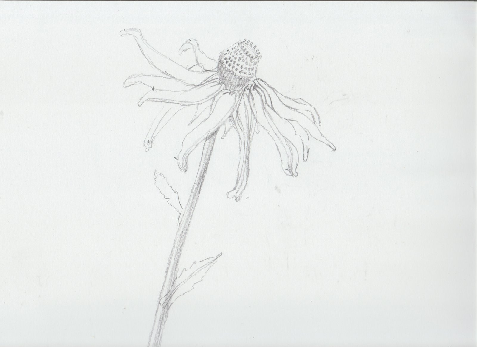Graphite drawing of a daisy.