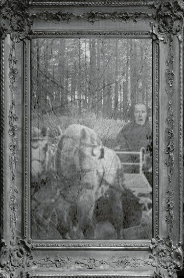 Louie in carriage on Jones Road Lacey Township driving carriage through the pines